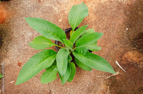 Comfrey Plant