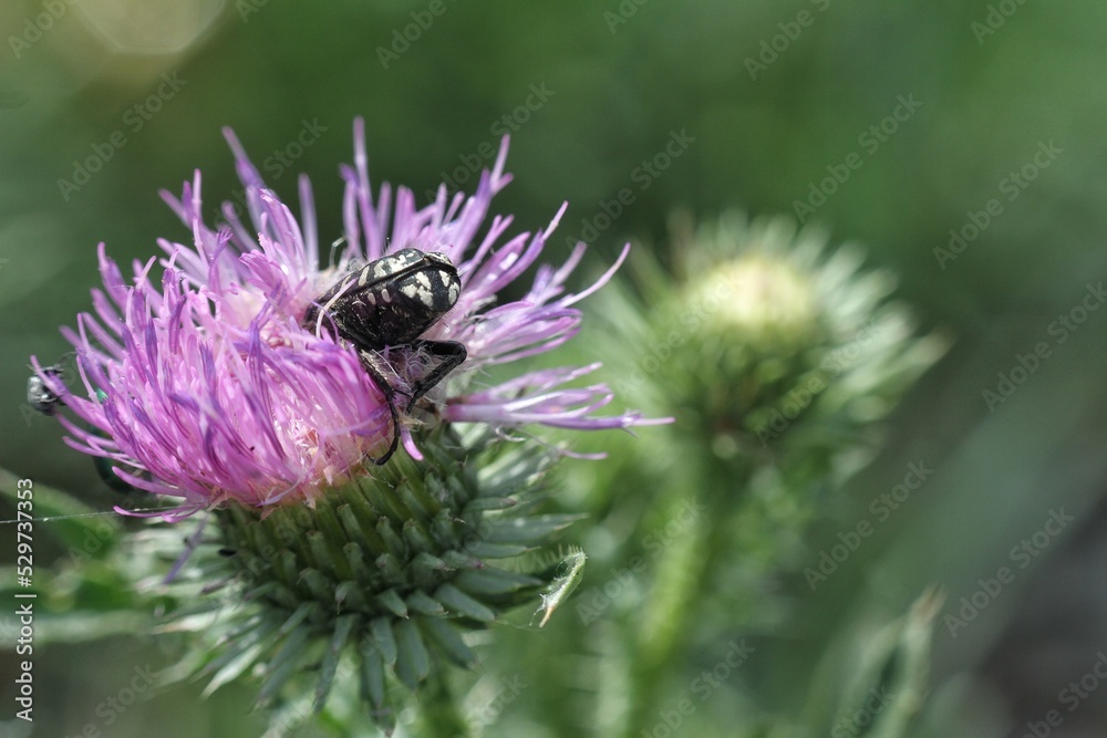 bee on thistle