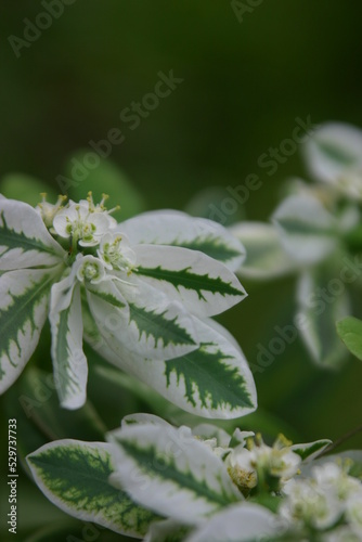 初雪草，白妙菊，半夏生