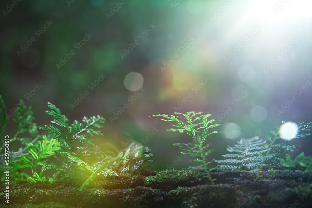 green forest with bokeh nature lights. world environment day. concept for environment conservation, protect ecology earth and environmental eco-friendly life with copy space