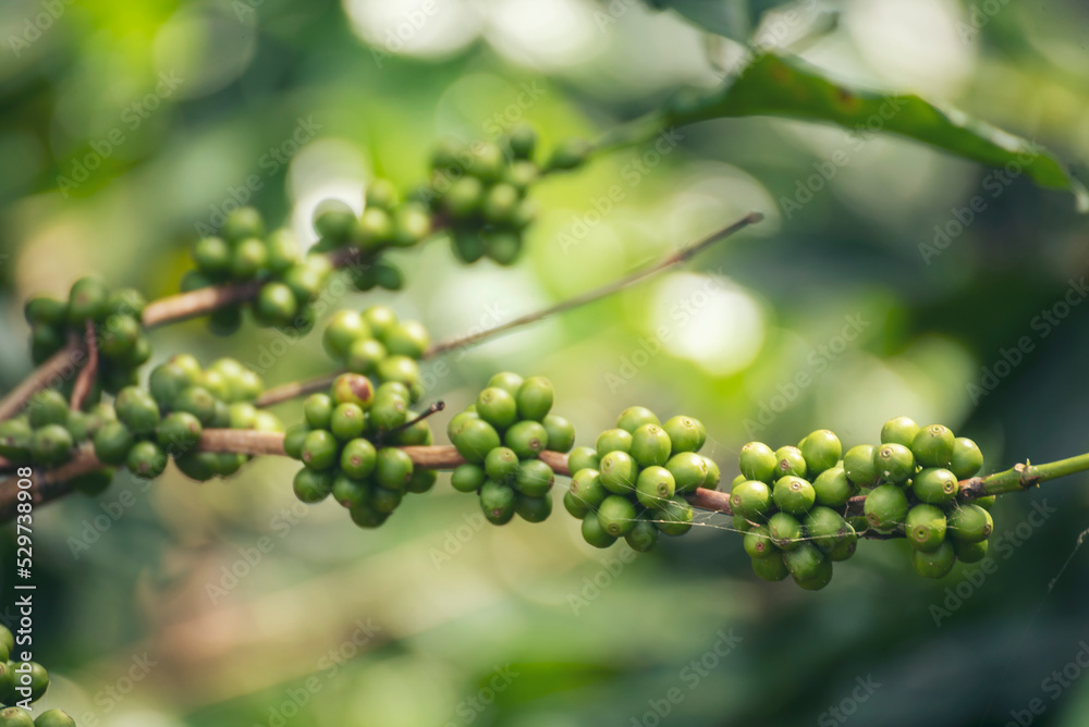 Fresh raw coffee bean green leaf bush ecology berry plant. Green coffee bean berry plant fresh raw seed coffee tree growth eco organic farm. Close up Green seed berries harvest arabica coffee garden Fresh raw coffee bean green leaf bush ecology berry plant. Green coffee bean berry plant fresh raw seed coffee tree growth eco organic farm. Close up Green seed berries harvest arabica coffee garden