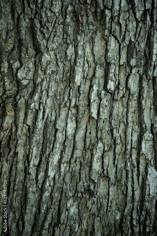 texture of tree bark with green, brown, and gray tones. background photo, grain pattern, copy space texture of tree bark with green, brown, and gray tones. background photo, grain pattern, copy space