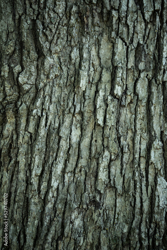 texture of tree bark with green, brown, and gray tones. background photo, grain pattern, copy space