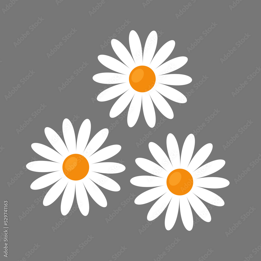 daisy flowers flat vector illustration clipart isolated on white ...