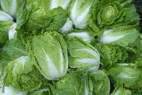 Napa cabbages harvest time photo