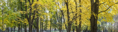 beautiful yellow trees in autumn park. wide panoramic view.