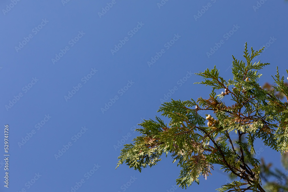 Spruce branch against blue sky as backdrop Spruce branch against blue sky as backdrop