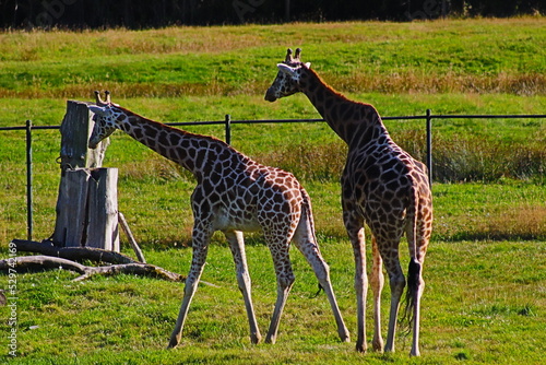 Sticker giraffe in the wild