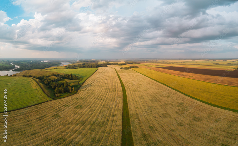 Aerial drone view of wheat field landscape in sunny summer evening.