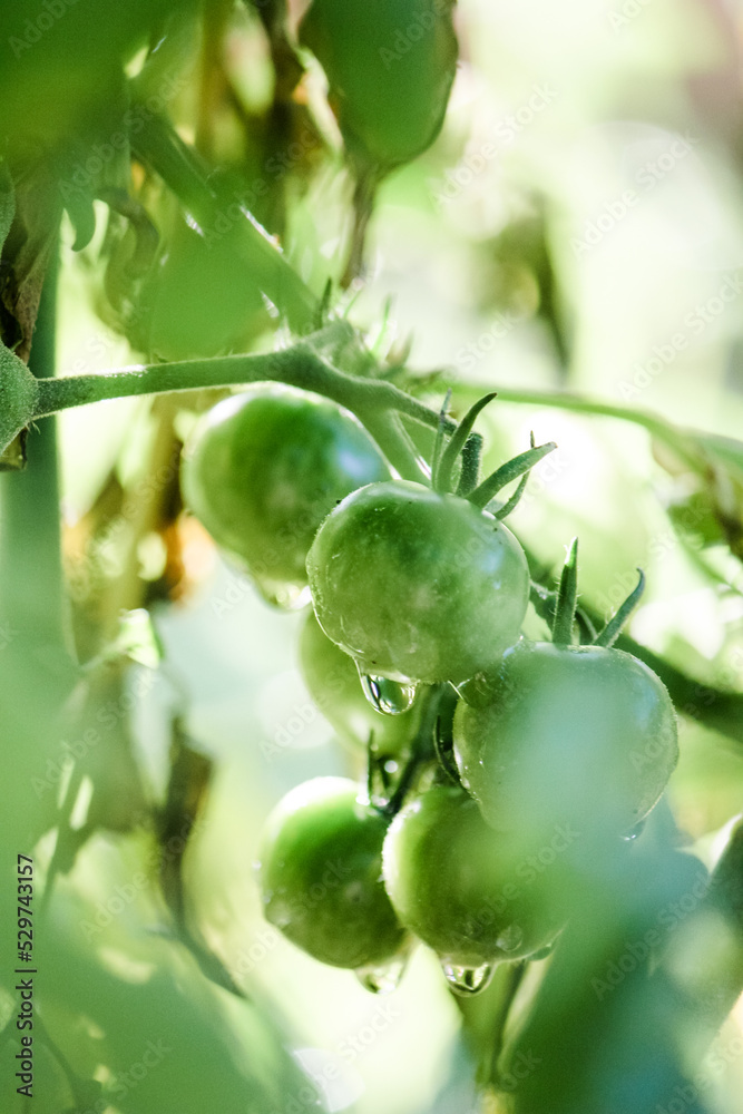 Unripe cherry tomatoes in the peak of spring Unripe cherry tomatoes in the peak of spring