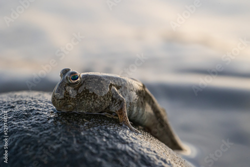 mudskipper on the rock photo