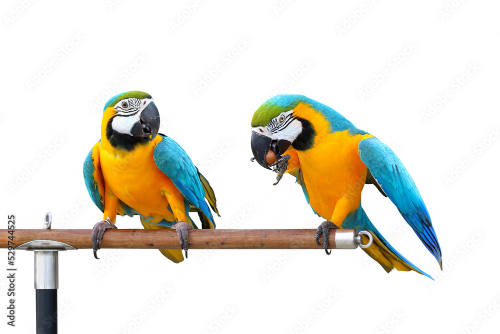 Beautiful Macaw parrots perched on a branch.