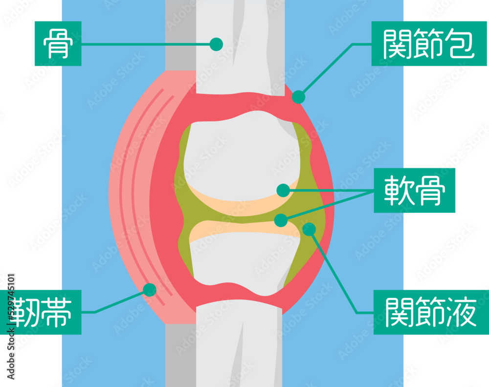 Vetor do Stock: 膝関節の図解イラスト | Adobe Stock