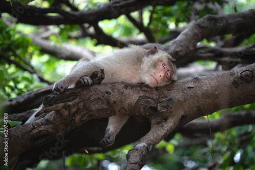 A macaque is sleeping on a tree. © Chumphon_TH