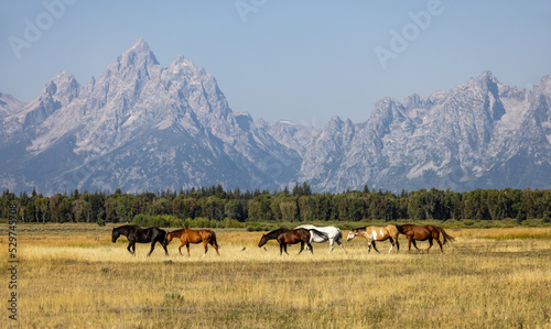 Horses in Grand Teton National Park, herd of horses on the meadow, herd of horses, herd of horses in the mountains, Grand Teton National Park, Wyoming