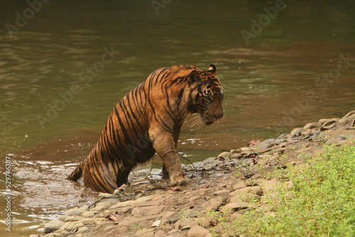 tiger in the water