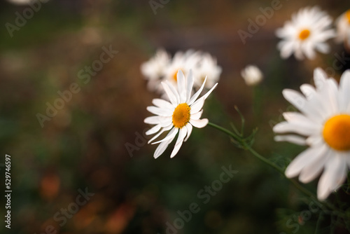 Big camomile flower on blurred background, close-up. Camomile in the nature. Chamomile with white petals for poster, calendar, post, screensaver, card, cover, website, copy space for your design