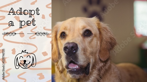 Close-up portrait of labrador retriever dog by adopt a pet text and twig
