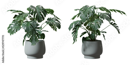 Split leaf philodendron or Monstera deliciosa in a plant pot isolated on  transparent background, minimal and scandinavian style,Realistic 3D render,