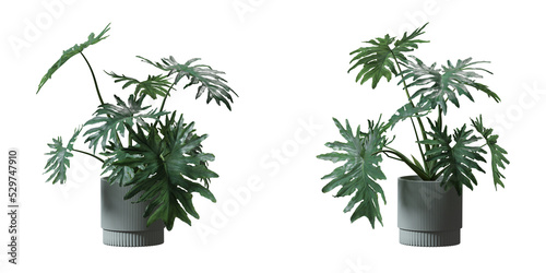 Split leaf philodendron or Monstera deliciosa in a plant pot isolated on  transparent background, minimal and scandinavian style,Realistic 3D render,