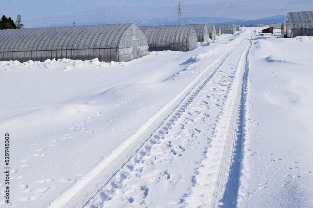 雪道のわだち / 日本有数の豪雪地帯 山形県庄内地方 雪道のわだち / 日本有数の豪雪地帯 山形県庄内地方
