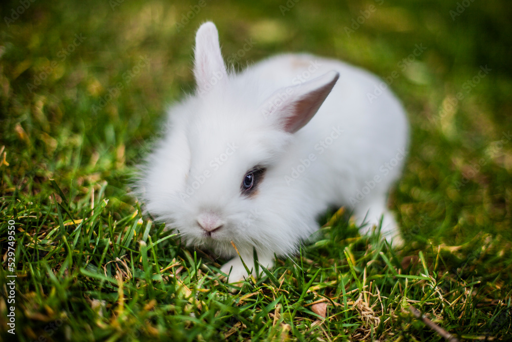 lapin