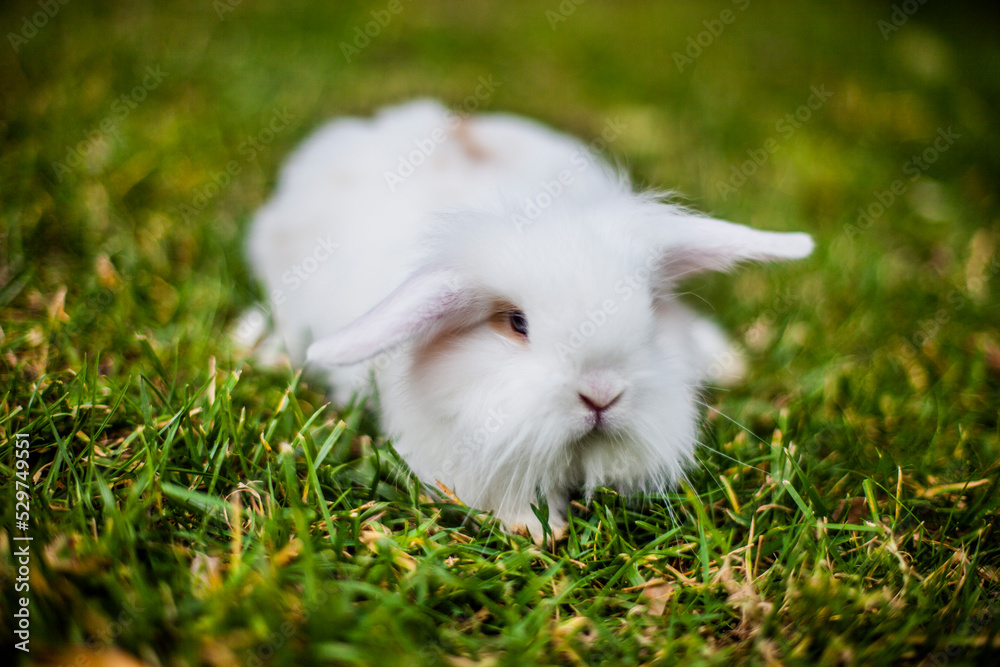 lapin lapin
