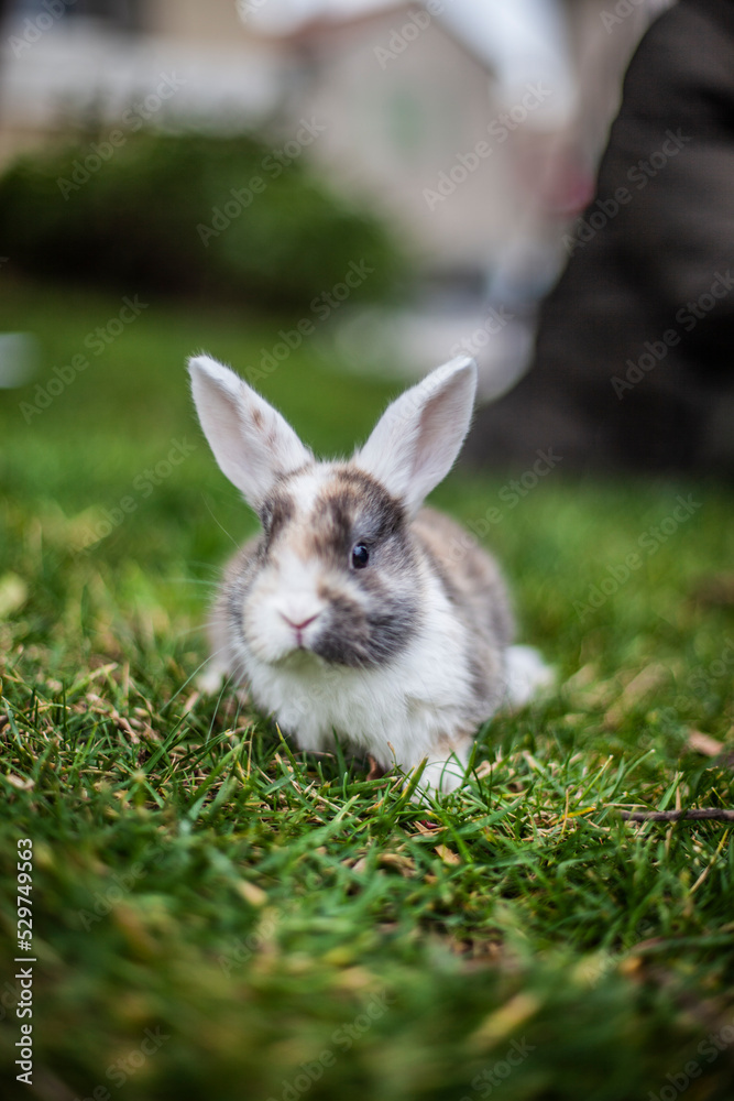 lapin lapin