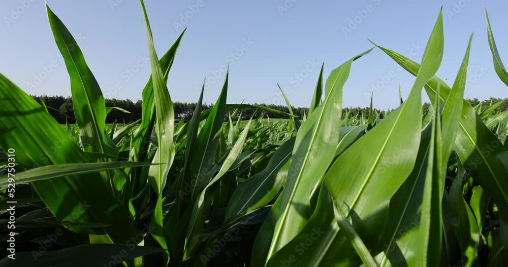 Green corn illuminated by sunlight, a field with green corn in sunny weather in summer Green corn illuminated by sunlight, a field with green corn in sunny weather in summer