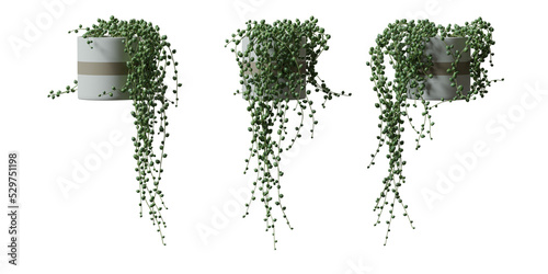 String Of Pearls in a plant pot isolated on  transparent background, minimal and scandinavian style,Realistic 3D render