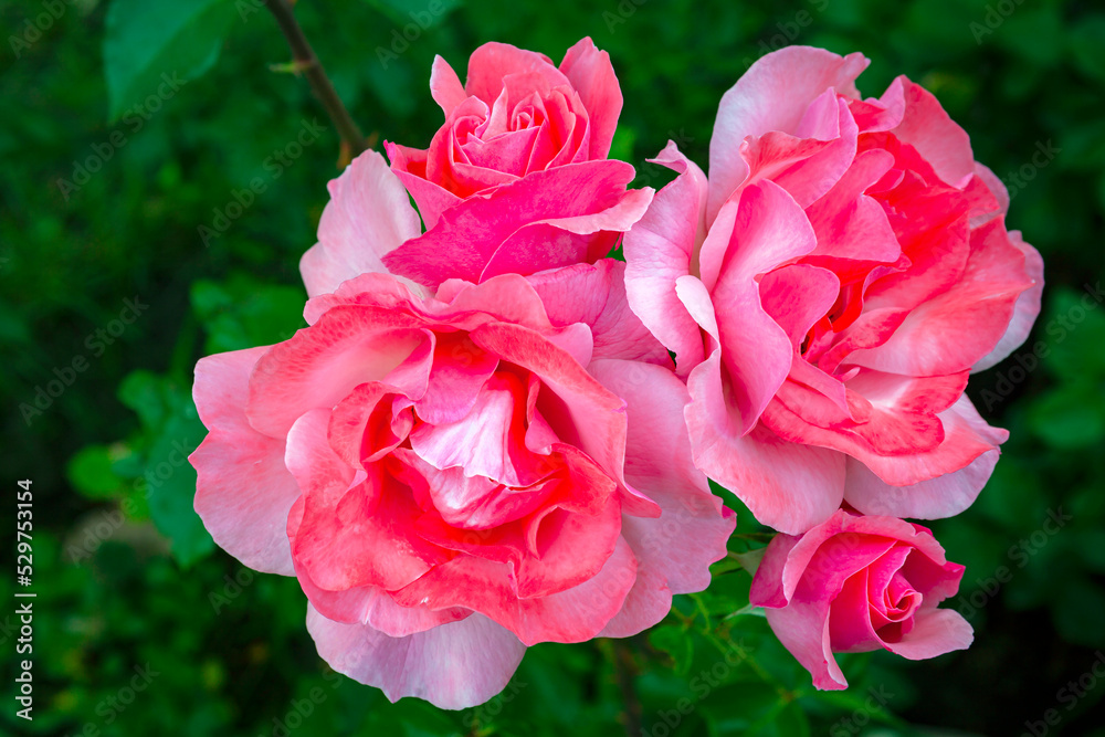 Pink rose close-up in the garden and dew drops. Pink rose close-up in the garden and dew drops.