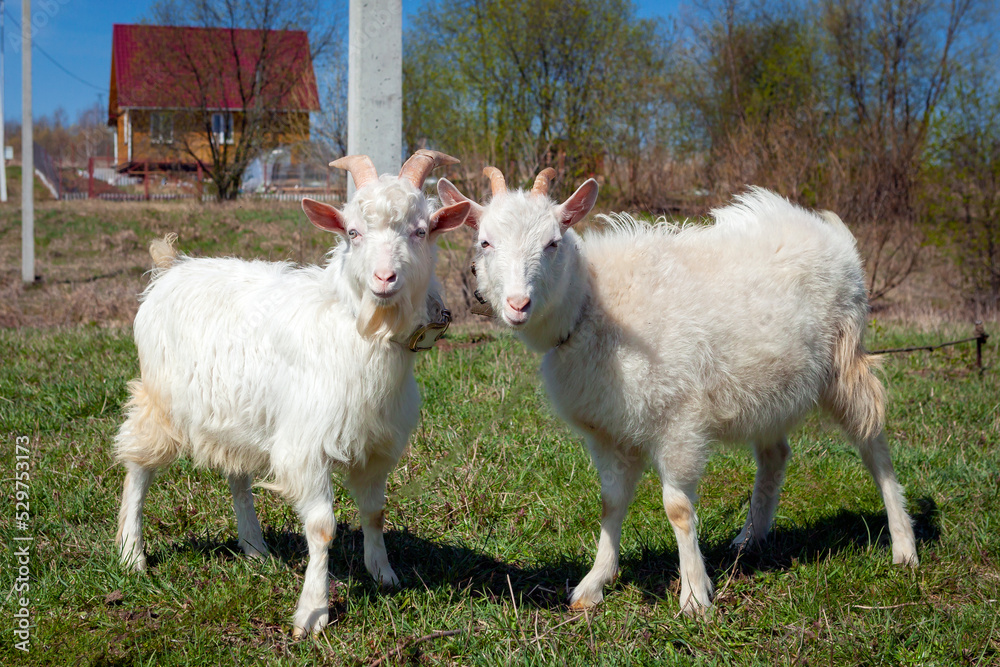 Fototapeta premium The goats are playing in the meadow..