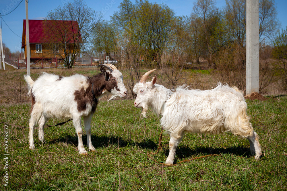 The goats are playing in the meadow..
The goats are playing in the meadow..