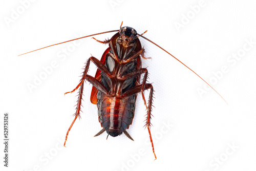 Close-up macro shot of a cockroach on a white background.