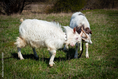  The goats are playing in the meadow..