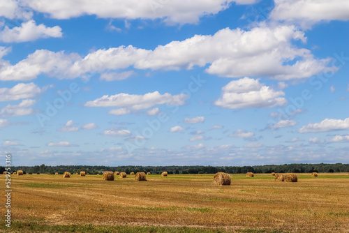 Haystack in the field after harvest. Round bales of hay across a farmer's field, blue sky with clouds