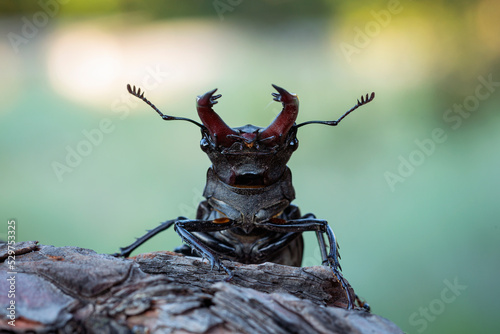 Fotografering Lucanus cervus, the European stag beetle, is one of the best-known species of st