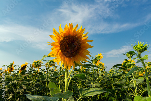 Panorama Landscape Of Sunflower fields And blue Sky clouds