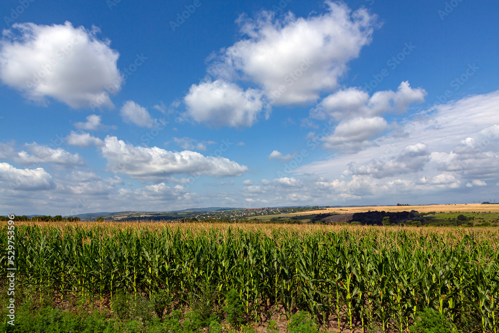 Panorama landscape of corn field and blue sky clouds.