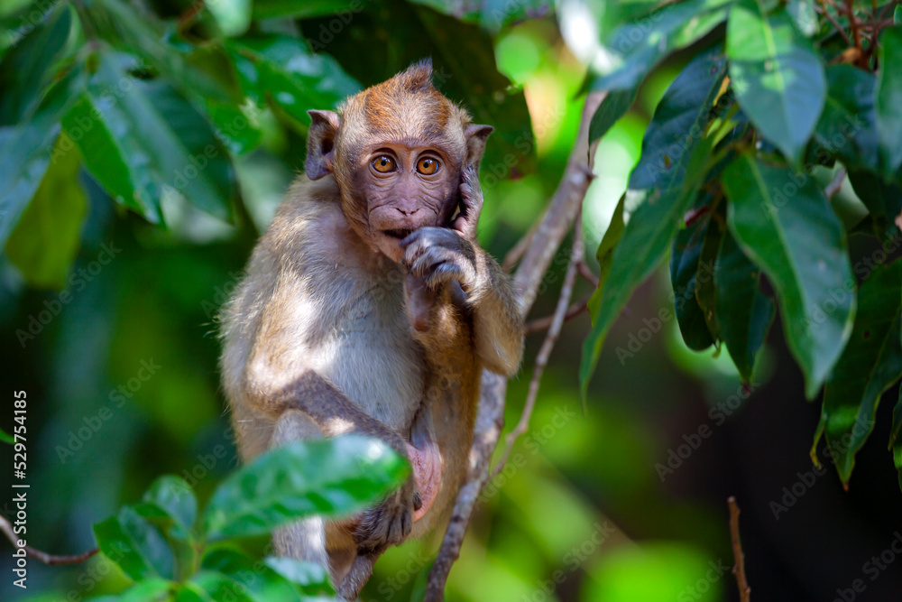 Macaque close-up in its natural habitat. Monkeys from Southeast Asia. Filmed in Cambodia Macaque close-up in its natural habitat. Monkeys from Southeast Asia. Filmed in Cambodia
