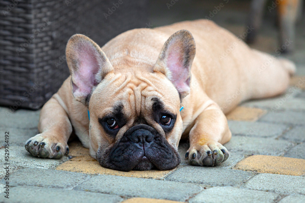 Portrait of a french bulldog puppy lying down...
