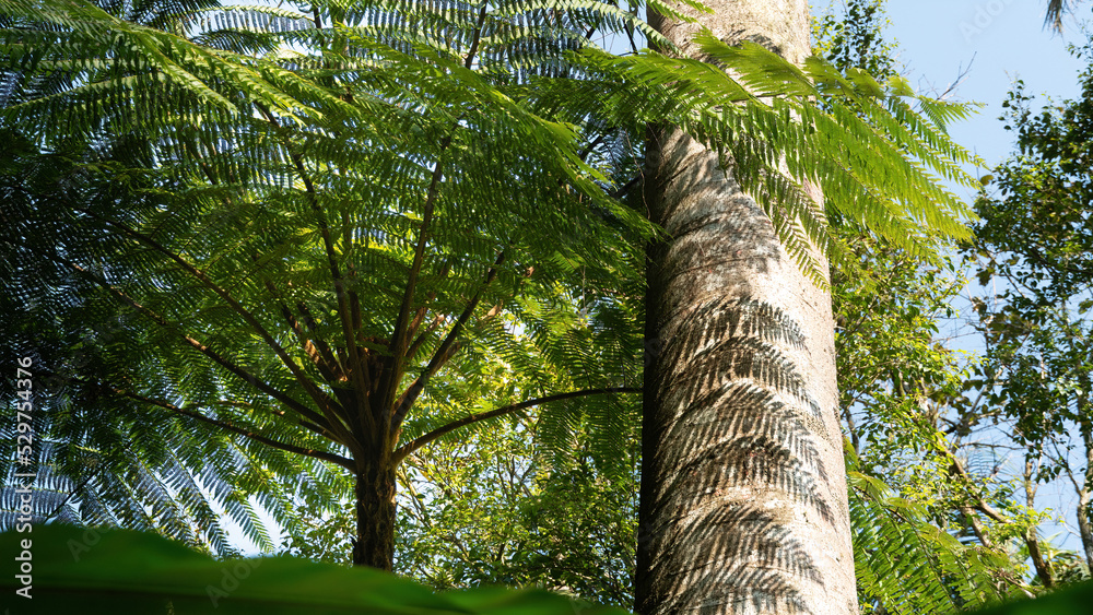 Fototapeta premium Paisagem de floresta, destacando-se um xaxim e tronco de uma grande árvore.