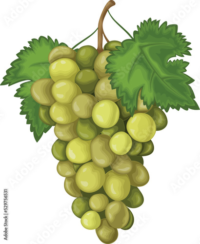 Grape. Ripe green grapes. Fresh grapes. Wine grapes vector illustration isolated on white background