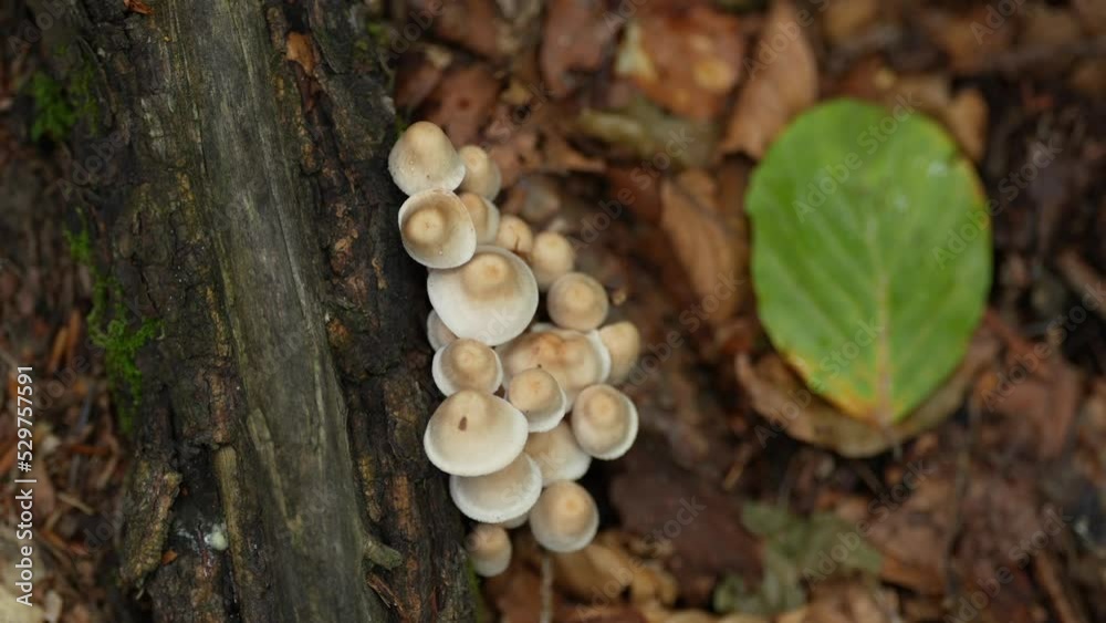 Wild mushrooms at the base of a tree, found on a hike through the forest. 4K video with the details of nature in forest. Wild mushrooms at the base of a tree, found on a hike through the forest. 4K video with the details of nature in forest.