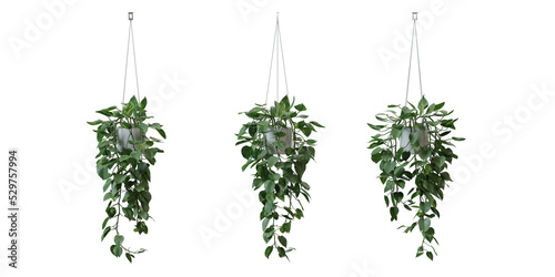 Heart Leaf Philodendron in a plant pot isolated on transparent background, minimal and scandinavian style,Realistic 3D render