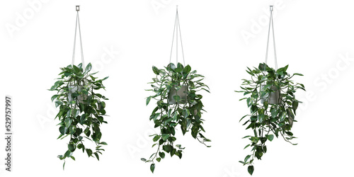 Heart Leaf Philodendron in a plant pot isolated on transparent background, minimal and scandinavian style,Realistic 3D render