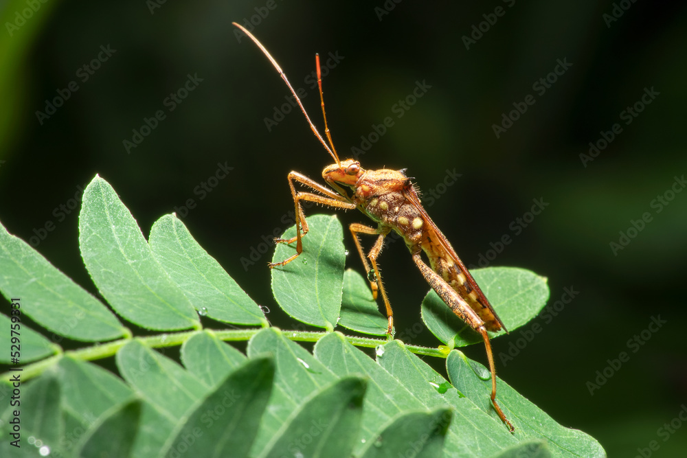 Macro photography of assassin bug on green leaf Macro photography of assassin bug on green leaf