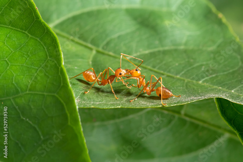 Group of thai ants, thailand. © wisannumkarng