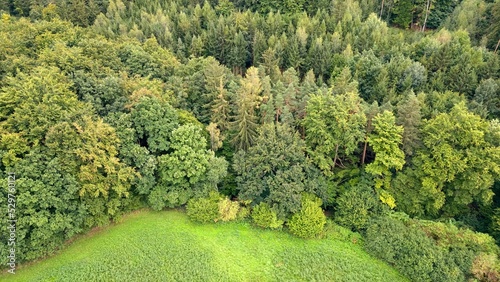View of the forest from above, photographed by a drone, Czech Republic