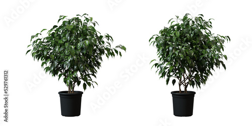 Oleander tree in a plant pot isolated on transparent background, minimal and scandinavian style, Realistic 3D render